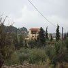 View of the house through the olive groves.